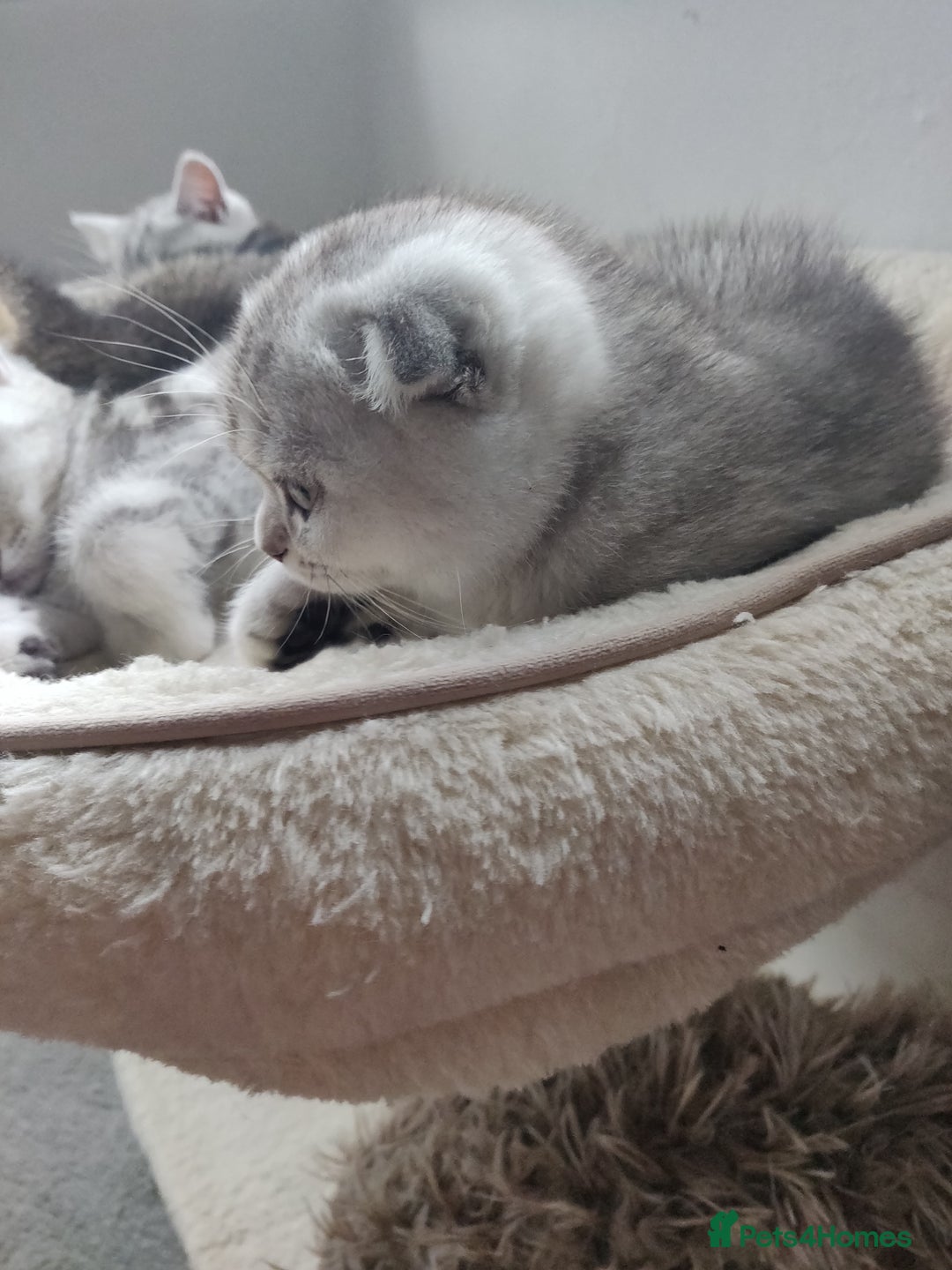 Scottish Fold cats for sale: Scottish fold kittens  - Image 4