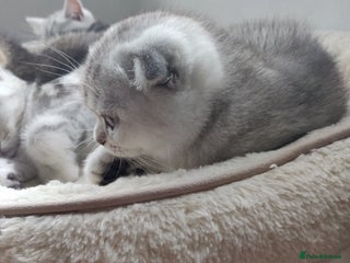 Scottish Fold cats - Advert 20