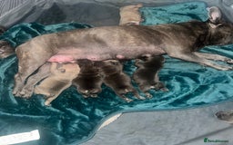 Mixed Breed dogs for sale: Exotic Pocket bully’s 4 males 5 females  - Image 14