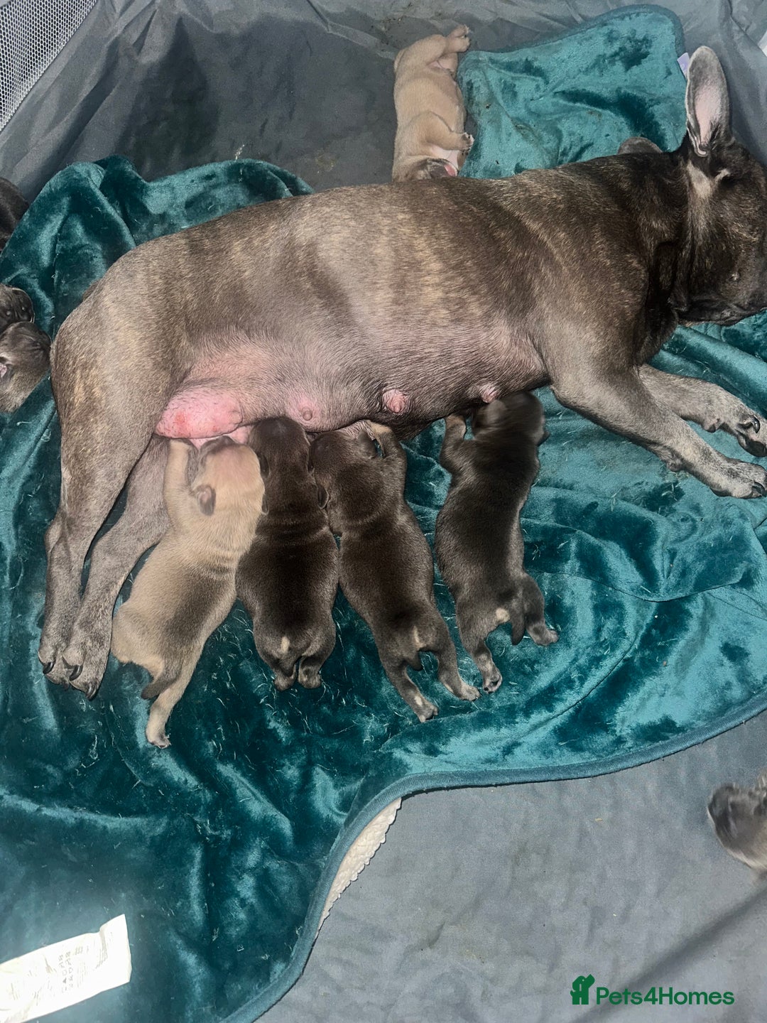 Mixed Breed dogs for sale: Exotic Pocket bully’s 4 males 5 females  - Image 14