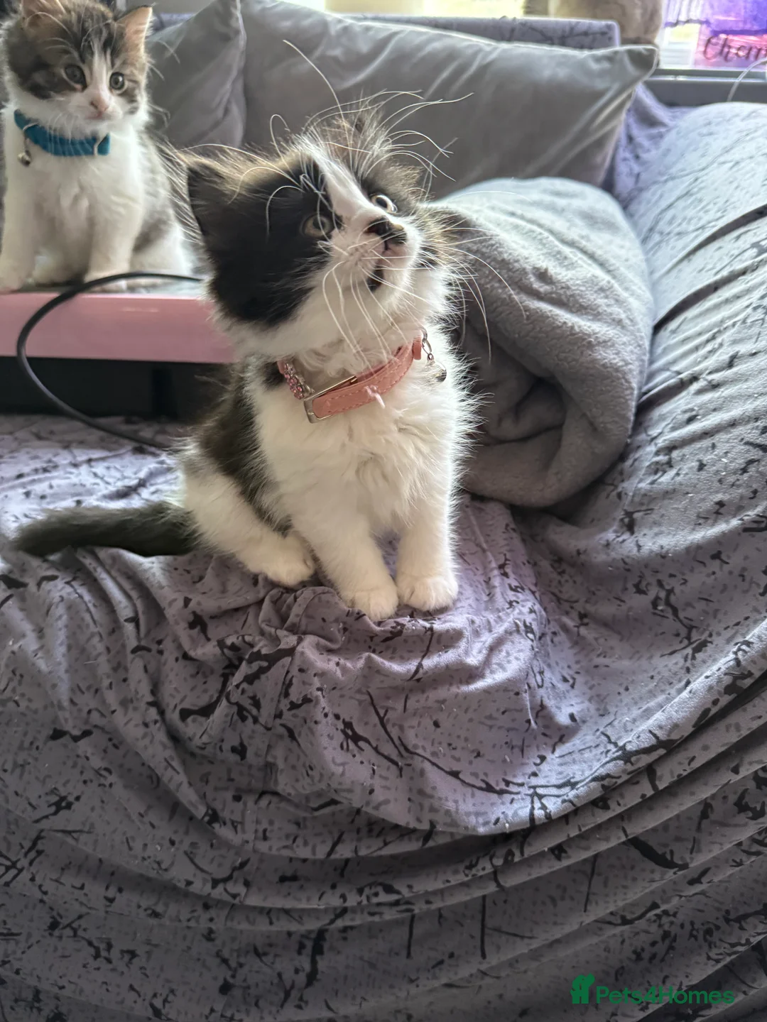 Ragcoon cats for sale: RAGCOONS  - Advert 12