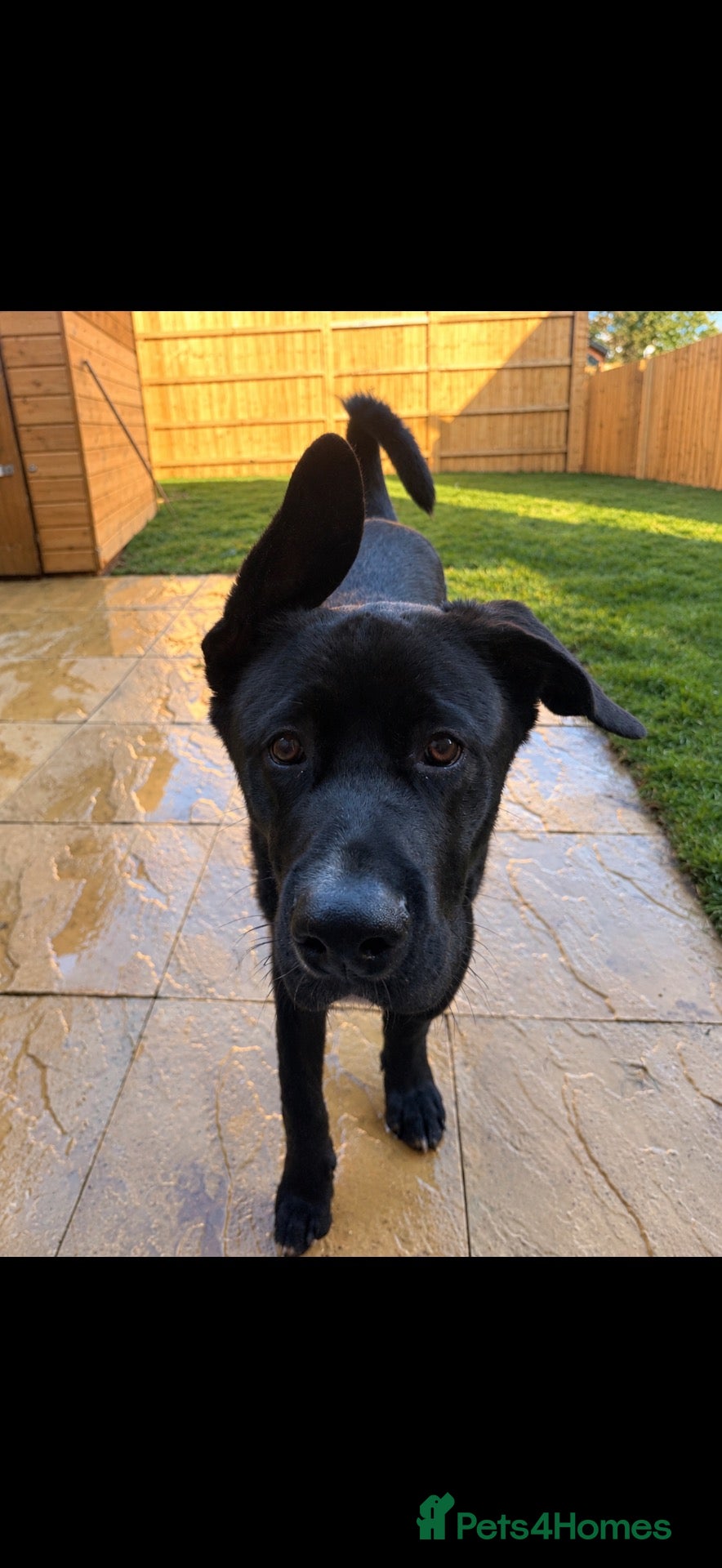 Mixed Breed dogs Cane Corsa - Advert 2