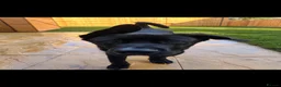 Mixed Breed dogs for sale: Cane Corsa in Southampton - Advert 2
