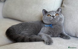 British Shorthair cats for sale: Beautiful boy  - Image 1