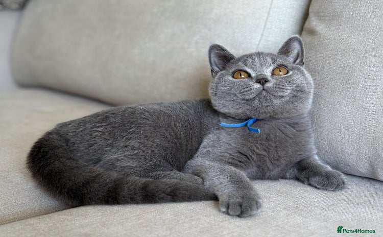 British Shorthair cats - Advert 1