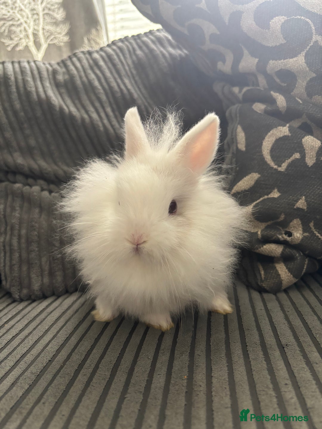Lionhead rabbits for sale: 4 lionhead x Netherland dwarf mix breeds - Image 3