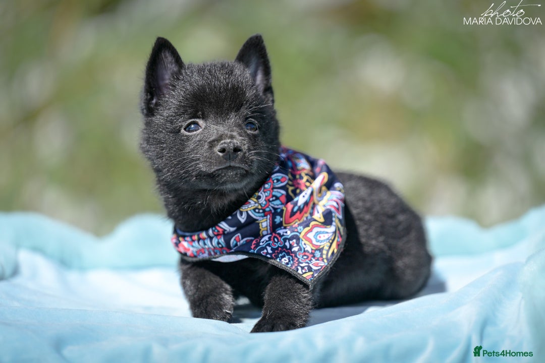 Schipperke dogs for sale: Puppy schipperke  - Image 13