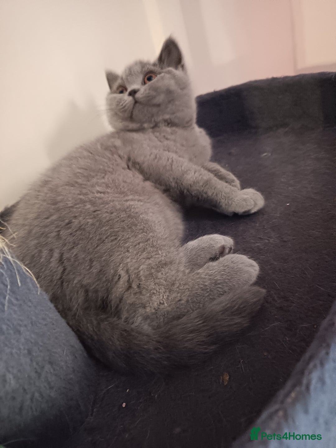 British Shorthair cats for sale: 🐾 British Shorthair Blue – 2 Girls – Ready Now 🐾 - Advert 17