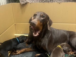 Dobermann dogs Beautiful chunky Dobermans - Advert 16