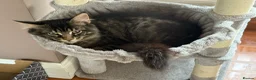 Maine Coon cats for stud: MAINE COON STUD BOY - Advert 12