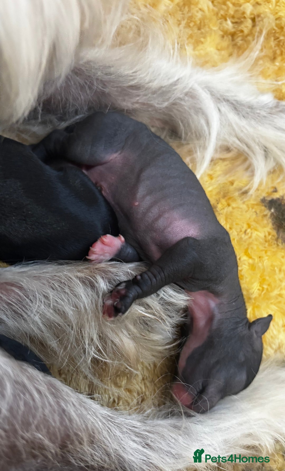 Chinese Crested dogs for sale: Chinese crested powderpuff ready September 12th - Image 10