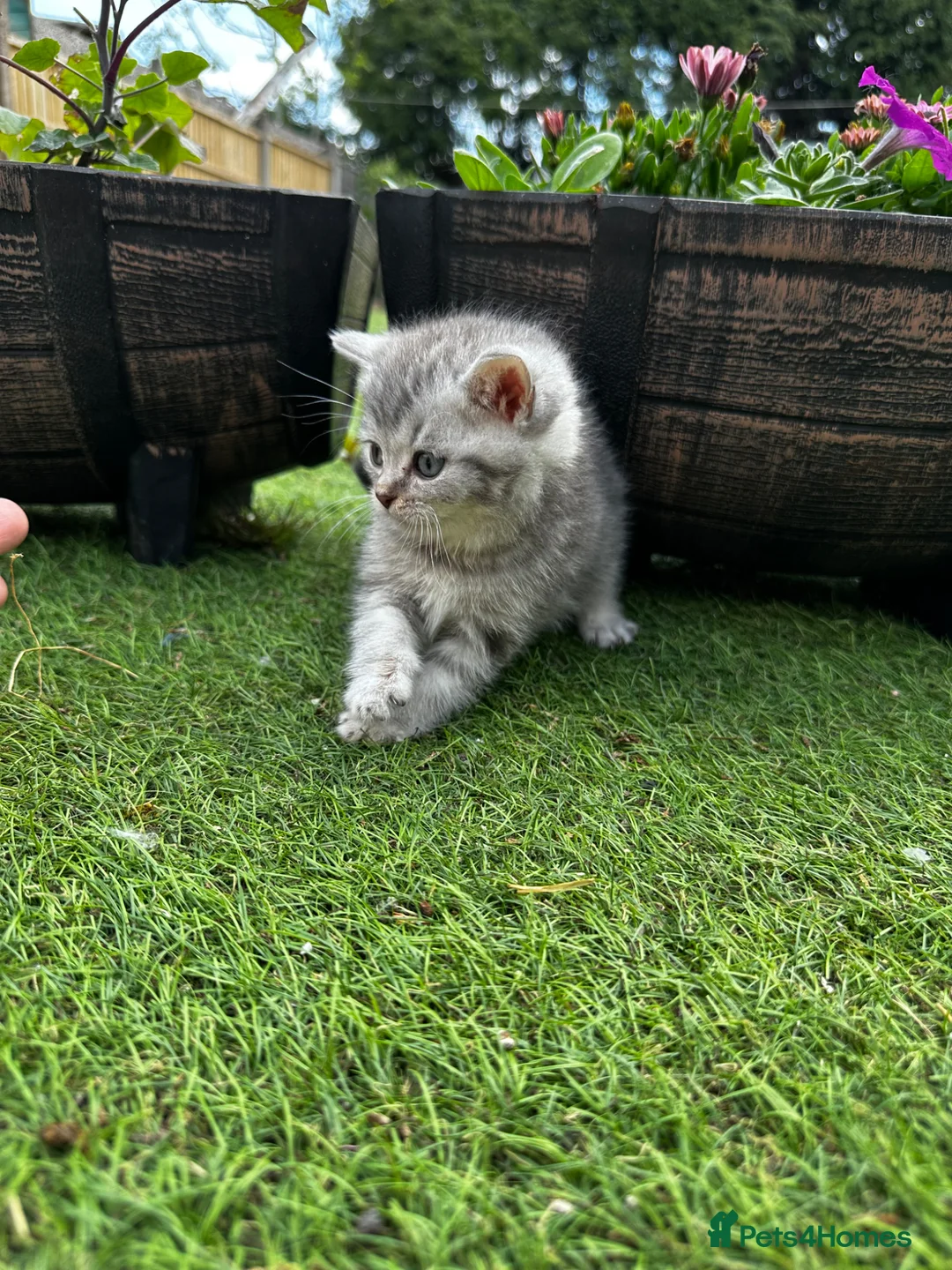 British Shorthair cats for sale: Pure Silver British Shorthair boy  - Advert 2