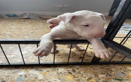 English Bull Terrier dogs for sale: English bull terrier  - Image 13