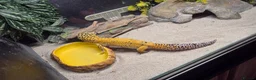 Leopard Gecko reptiles for sale: Leopard gecko male  in Tonbridge - Advert 5