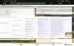 Border Terrier dogs for stud: Cool as a cucumber, Fab pedigree  - Image 3