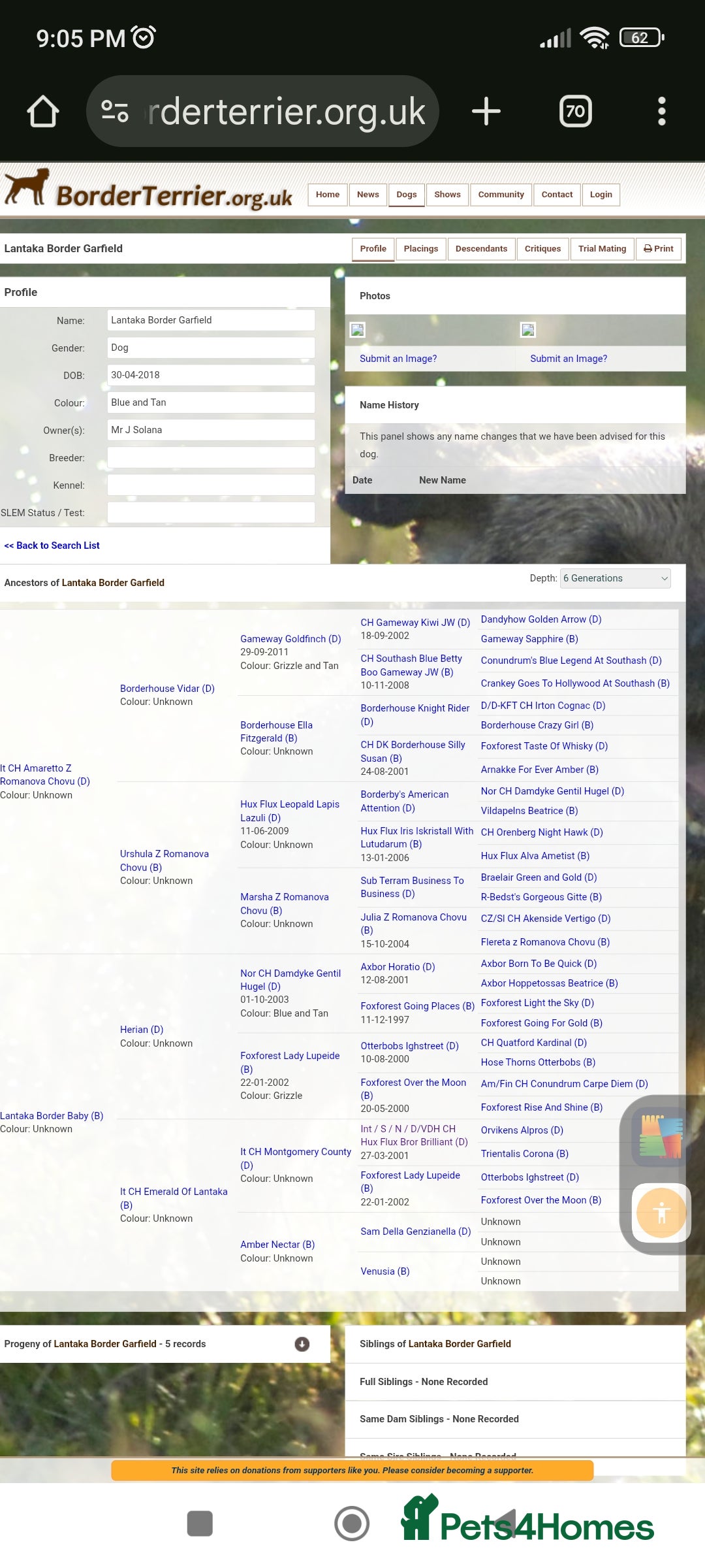 Border Terrier dogs for stud: Cool as a cucumber, Fab pedigree  - Image 3