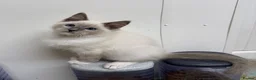 Ragdoll cats for sale: Beautiful ragdoll kittens  - Advert 13