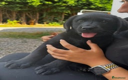 Labrador Retriever dogs for sale: Chunky black little man ready now  - Image 1
