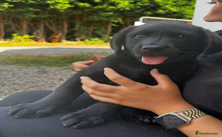 Labrador Retriever dogs - Advert 2