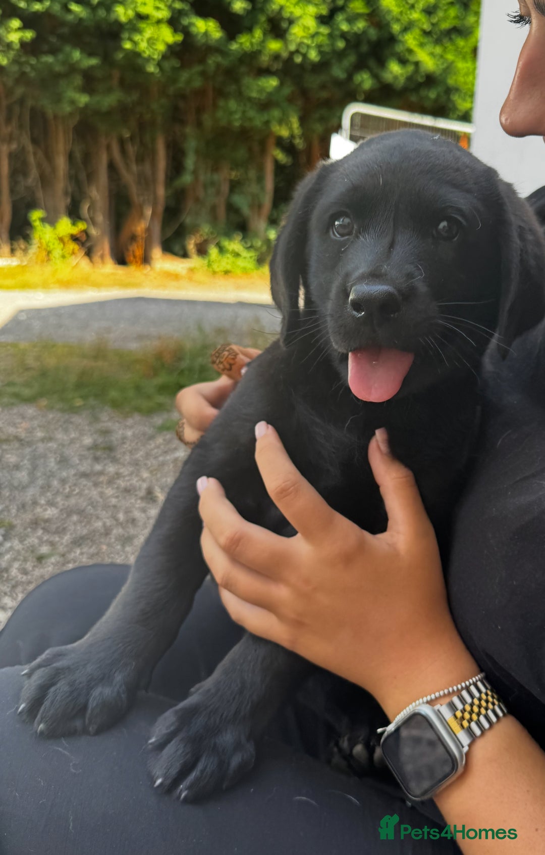 Labrador Retriever dogs for sale: Chunky black little man ready now  - Image 1