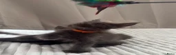 Maine Coon cats for sale: Royal Pride lovely Maine Coon kittens in London - Advert 2