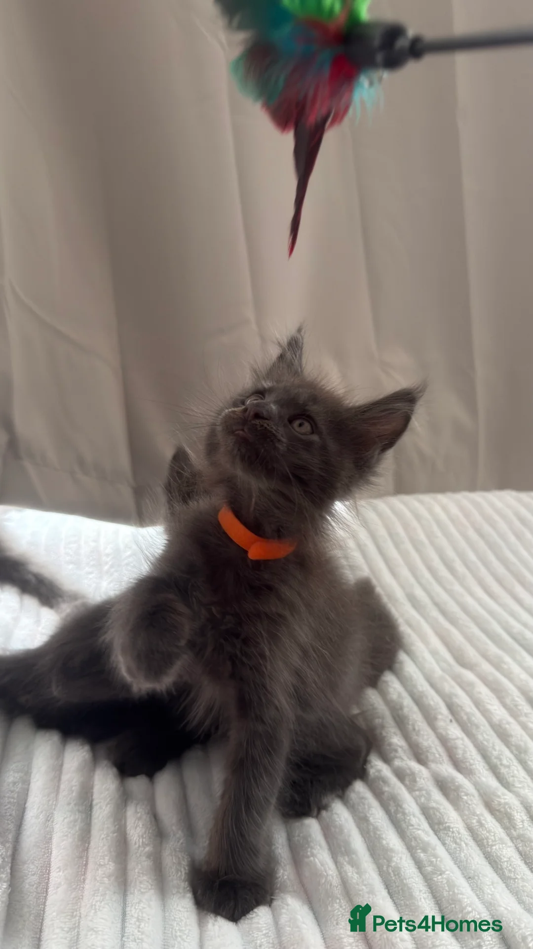 Maine Coon cats for sale: Royal Pride lovely Maine Coon kittens in London - Advert 2