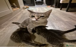 Bengal cats for sale: Bengal cross kittens - Image 5