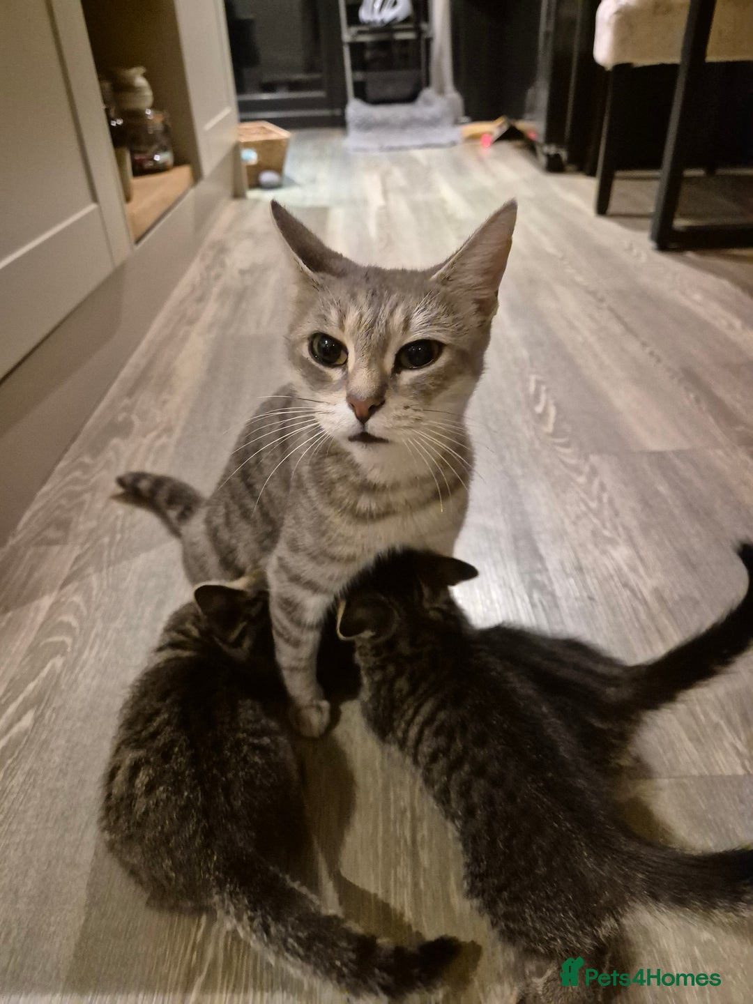Bengal cats for sale: Bengal cross kittens - Image 5