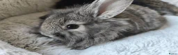 Mini Lop rabbits for sale: Ready 31st July  - Advert 4