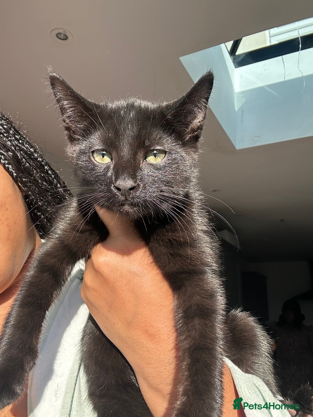 Bombay cats for sale: Adorable Kittens for Sale — Born on 18/08/2025 - Advert 3