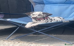 Dalmatian dogs for sale: Dalmatian - Image 4