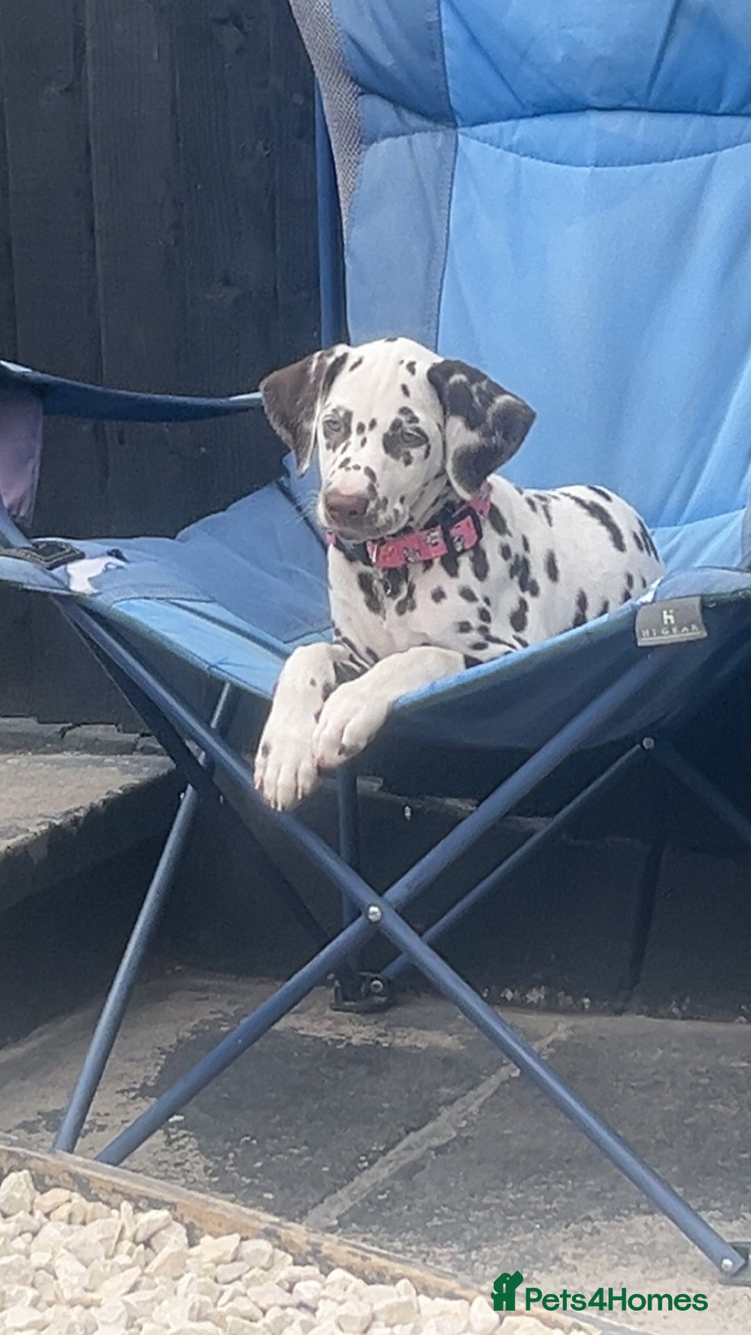 Dalmatian dogs for sale: Dalmatian - Image 4