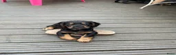 Cocker Spaniel dogs for sale: Working cocker spaniels  - Advert 4
