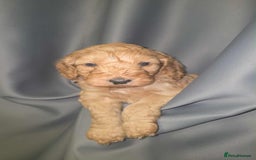 Cockapoo dogs for sale: Gorgeous f3 cockapoo puppies - Image 2