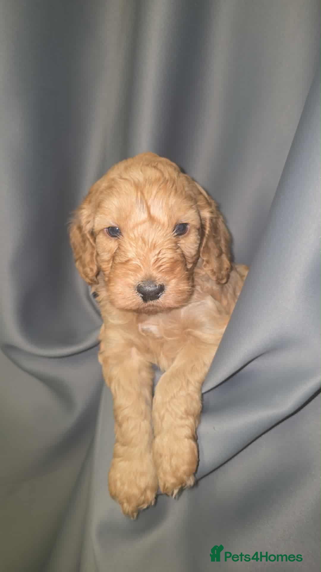 Cockapoo dogs for sale: Gorgeous f3 cockapoo puppies - Image 2