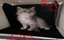 Ragcoon cats for sale: Mainecoon x Ragdoll kittens - Image 6