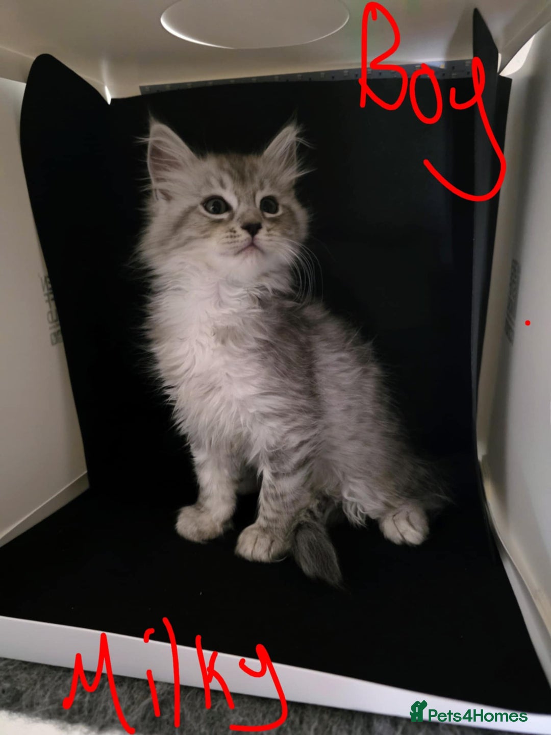 Ragcoon cats for sale: Mainecoon x Ragdoll kittens - Image 6