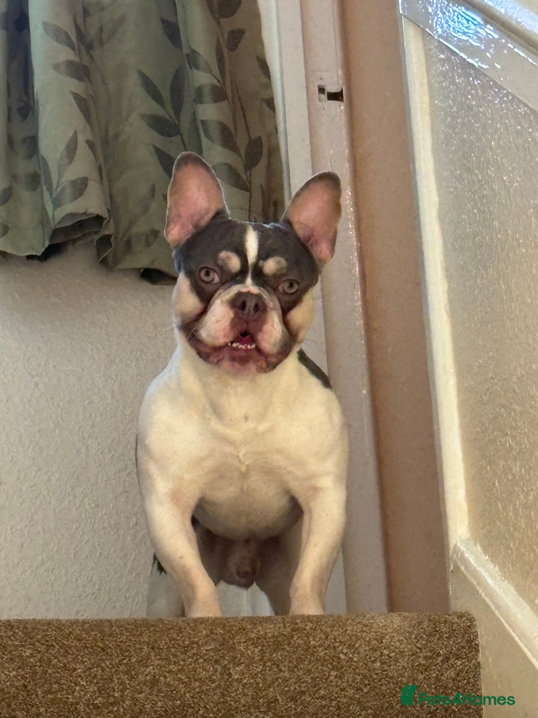 French Bulldog dogs for sale: Still looking for a new home RFG health tested boy - Image 6