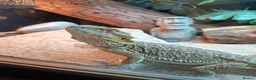 Bearded Dragon reptiles for sale: Female Bearded Dragon - Advert 7