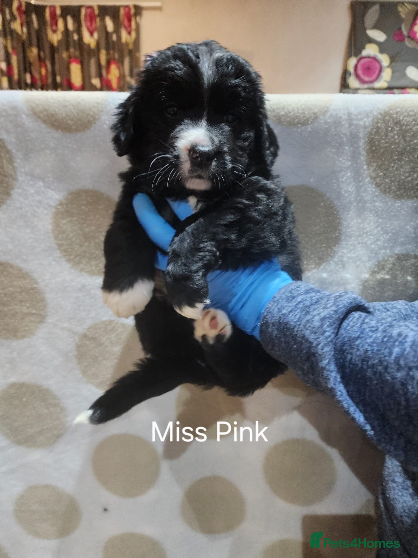Bernedoodle dogs Gorgeous Bernedoodle pupd - Advert 1