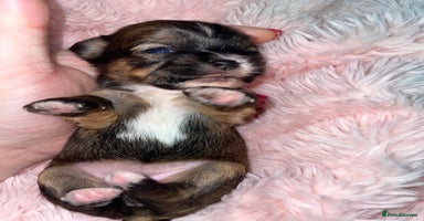 Mixed Breed dogs 6 Beautiful Babys🩵🩵🩵🩷🩷🩷 - Advert 12