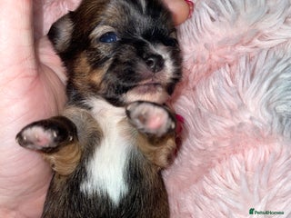 Mixed Breed dogs 6 Beautiful Babys🩵🩵🩵🩷🩷🩷 - Advert 15