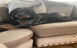 Cockapoo dogs for sale: Merle girl - Image 3