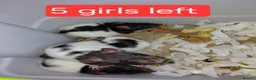 Rat rodents for sale: n 5 black with patch white belly and 5 girls left - Advert 13