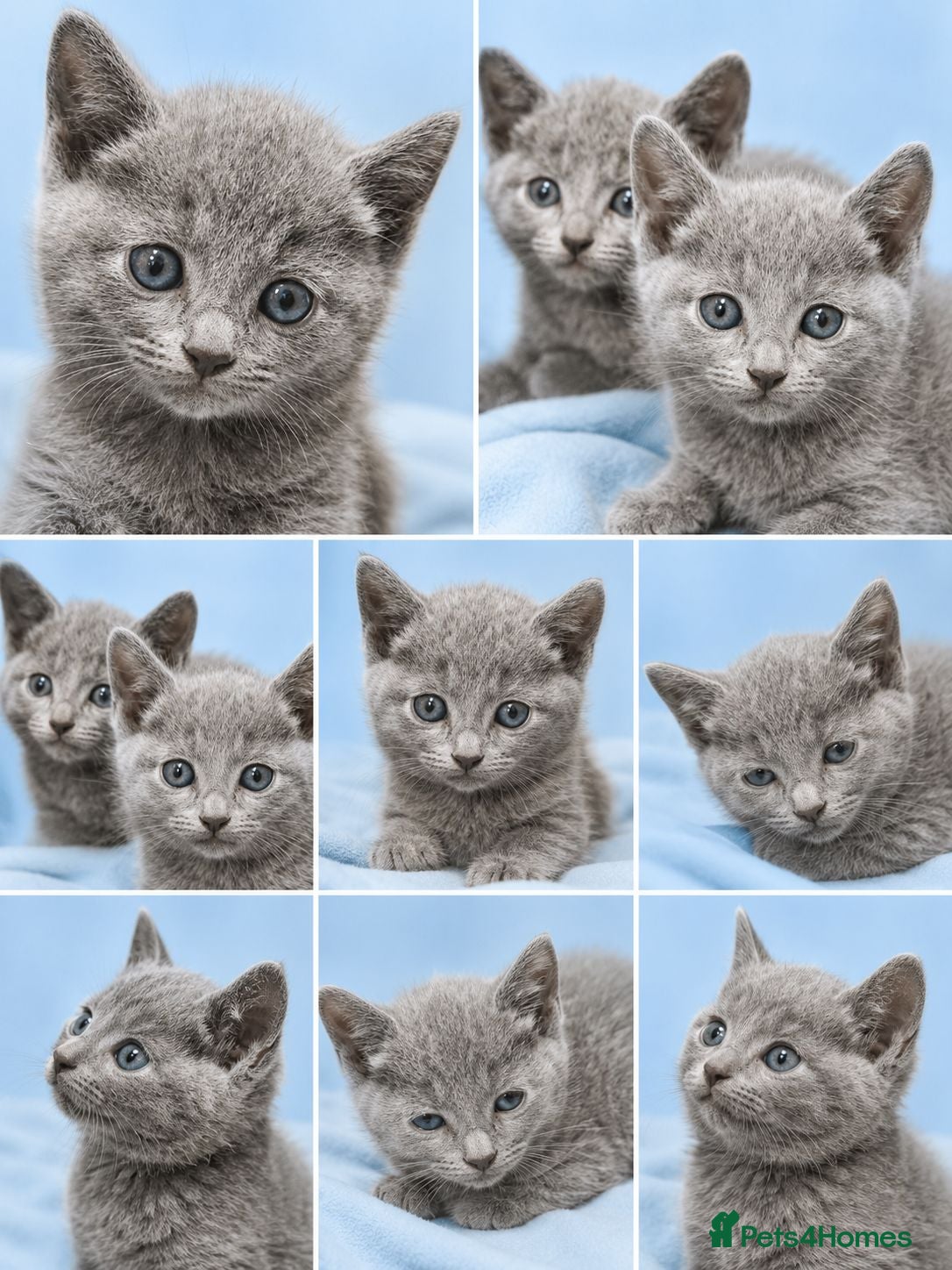 Russian Blue cats Russian Blue Kittens for Sale - Advert 1
