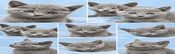 Russian Blue cats for sale: Russian Blue Kittens for Sale - Advert 2