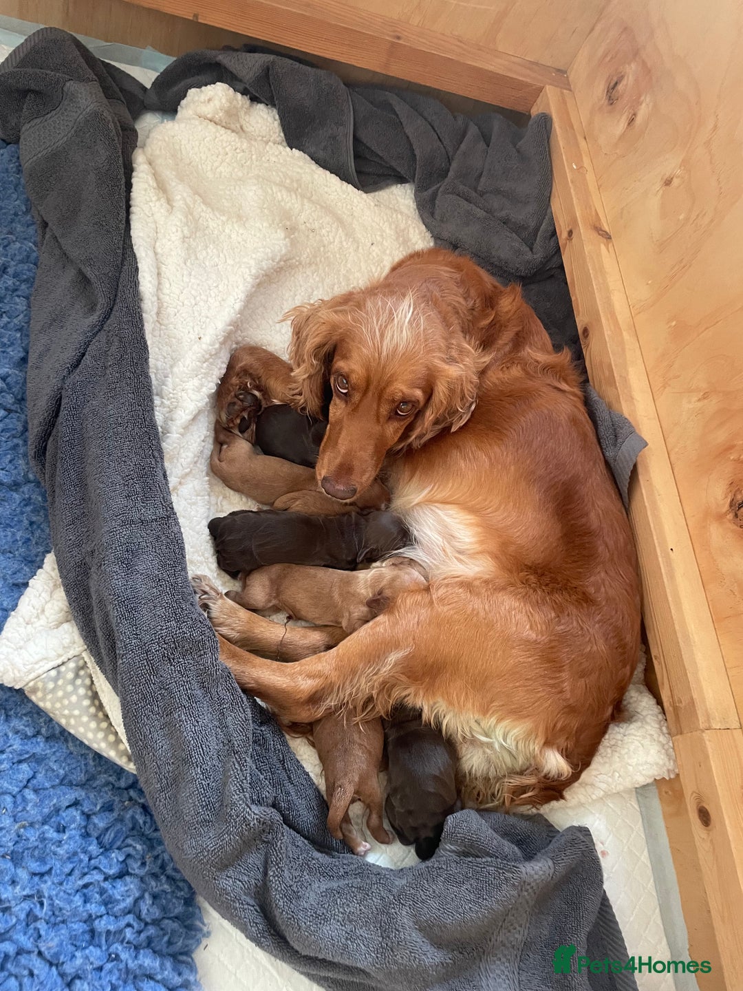 Cocker Spaniel dogs for sale: Working Cocker Spaniels  - Image 9