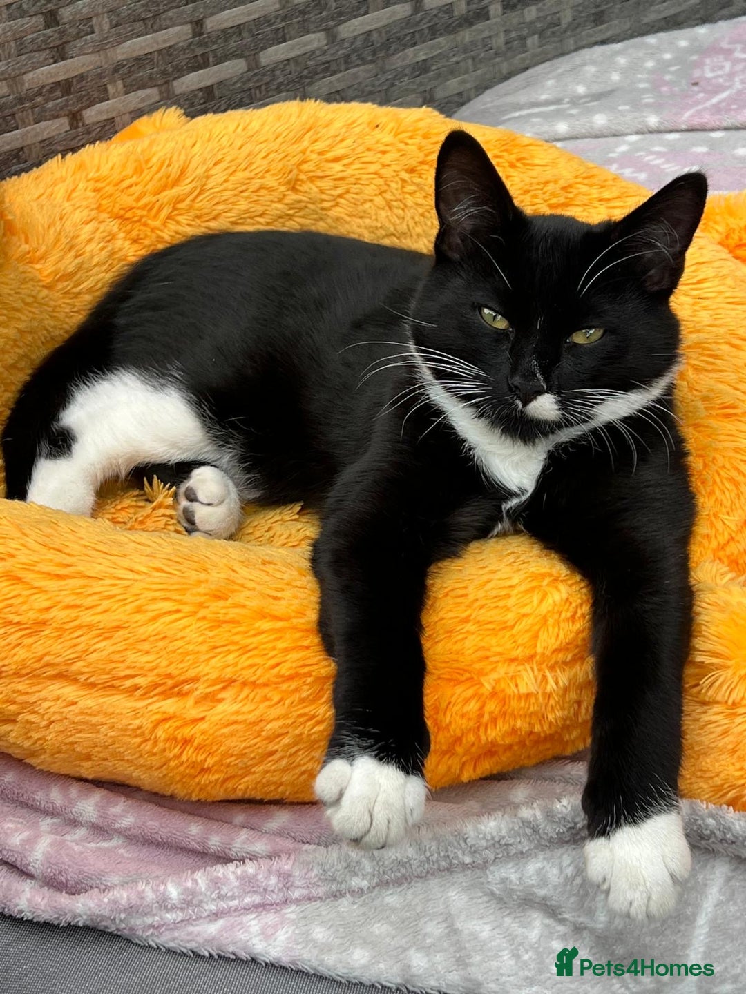 Mixed Breed cats for sale: Mix breed kittens  - Image 3