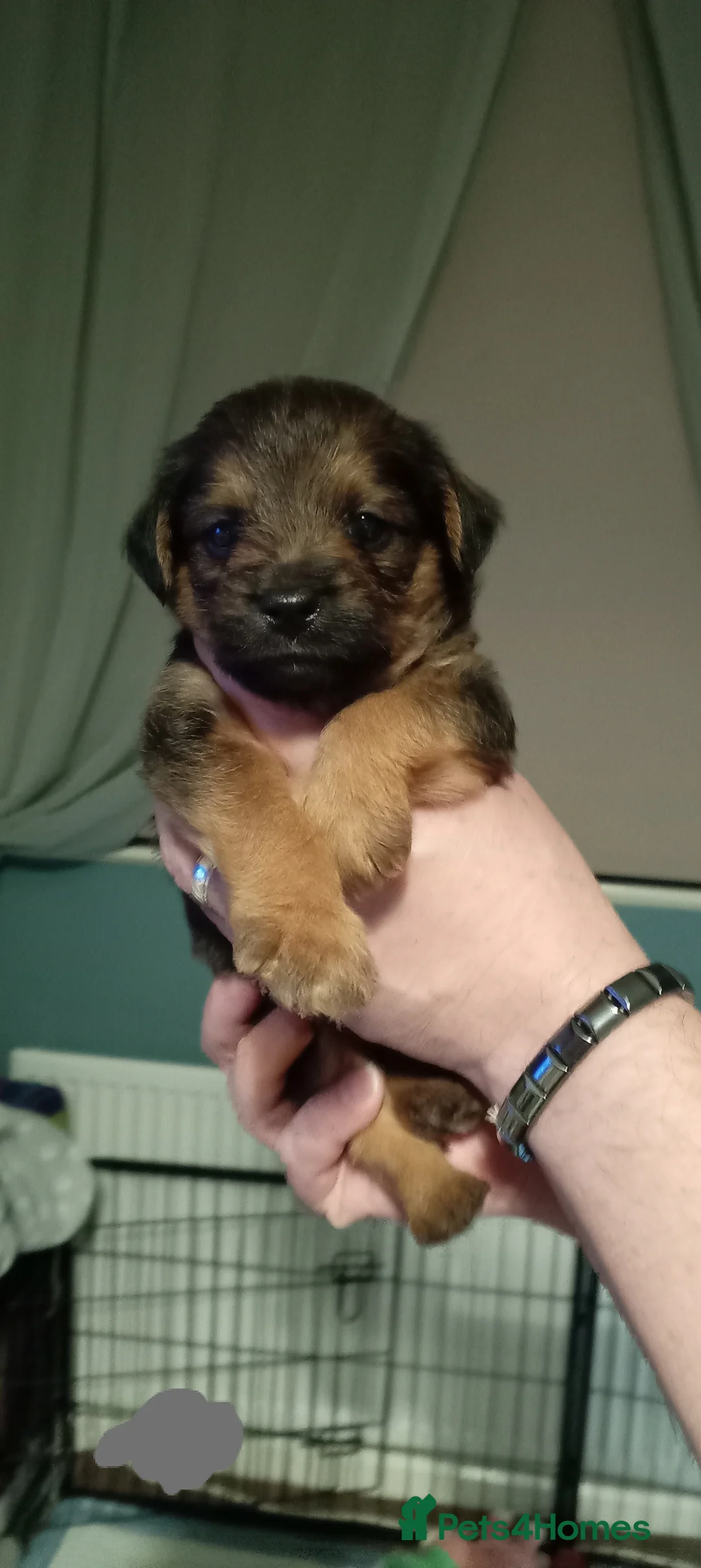Mixed Breed dogs for sale: Border Terrier/Maltipoo mixed breed (Borderpoo) in Wakefield - Advert 28