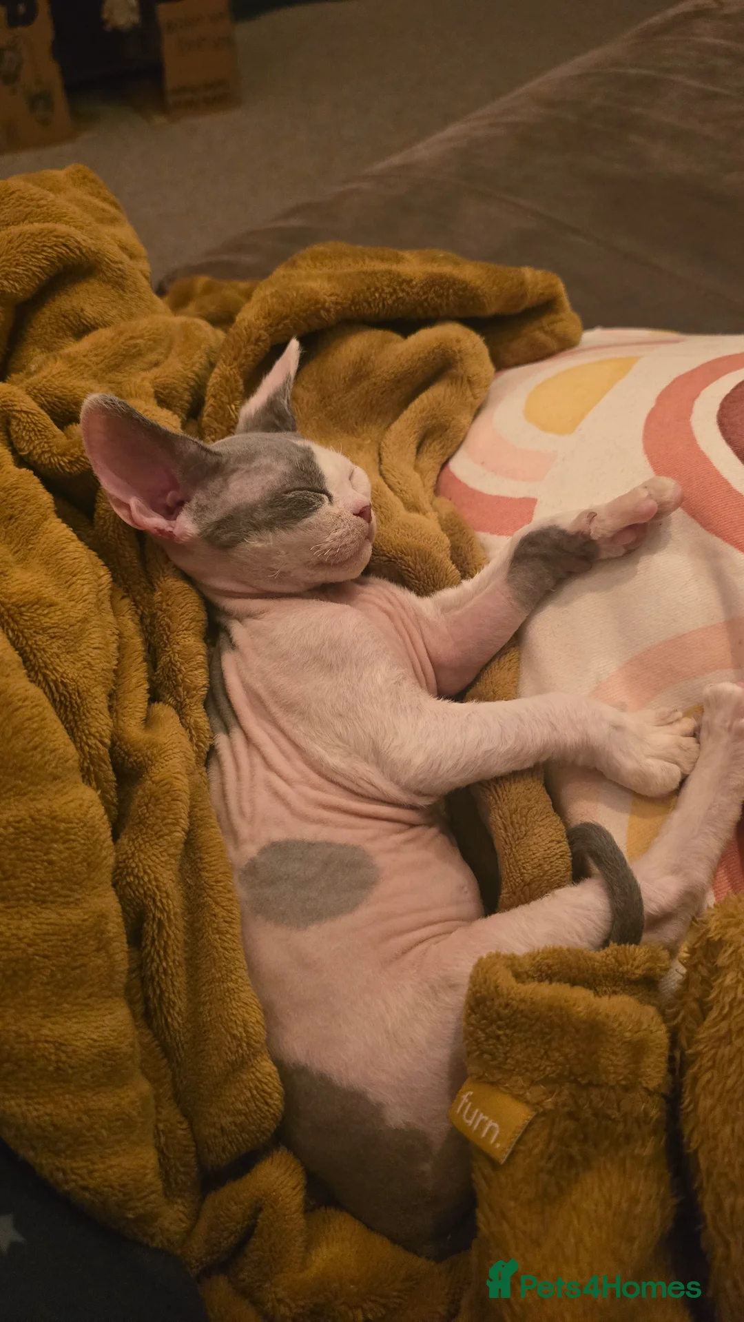 Devon Rex cats for sale: Odd eye Devon Rex boy available - Advert 7